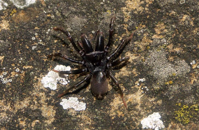 Atypus affinis - Copyright Hugues Mouret